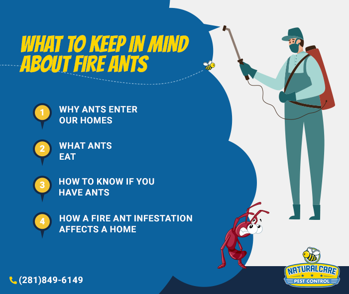 Fire-ants-infographic-mobile