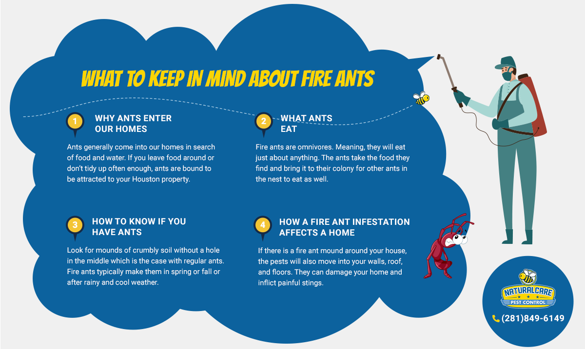 Fire-ants-infographic-v2