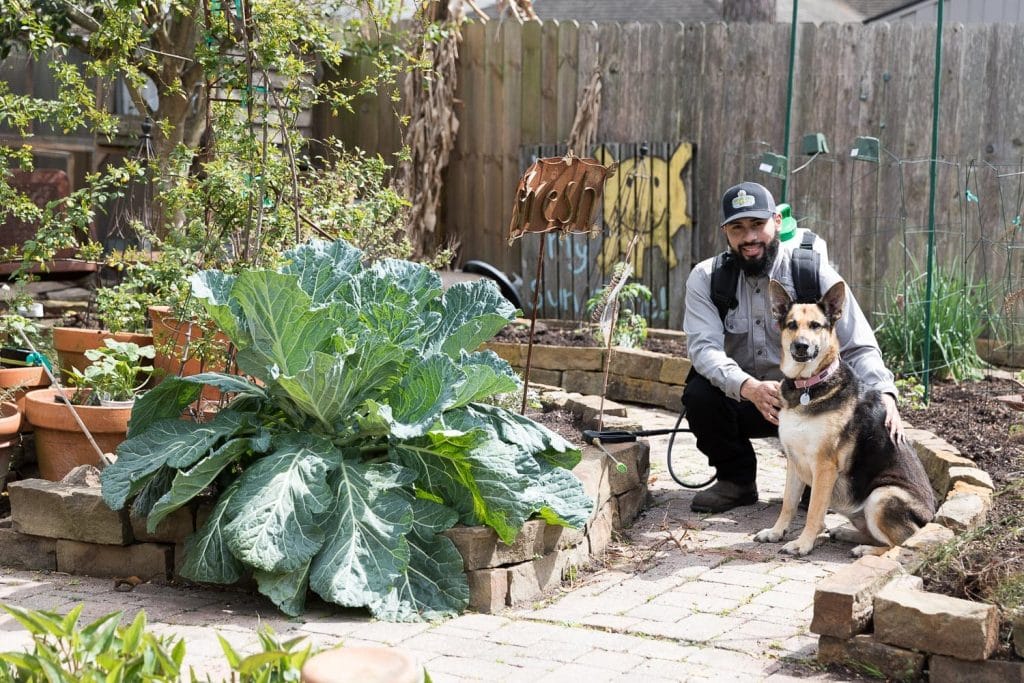 Why Mosquitoes Love Your Yard Mosquito Fogging Services Near Me, Houston, TX