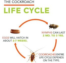 Cockroach life cycle stages graphic