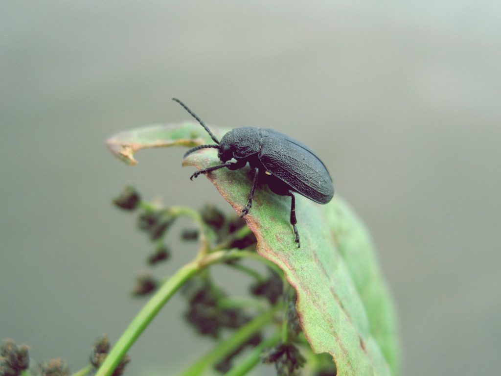 Black cockroach on leaf