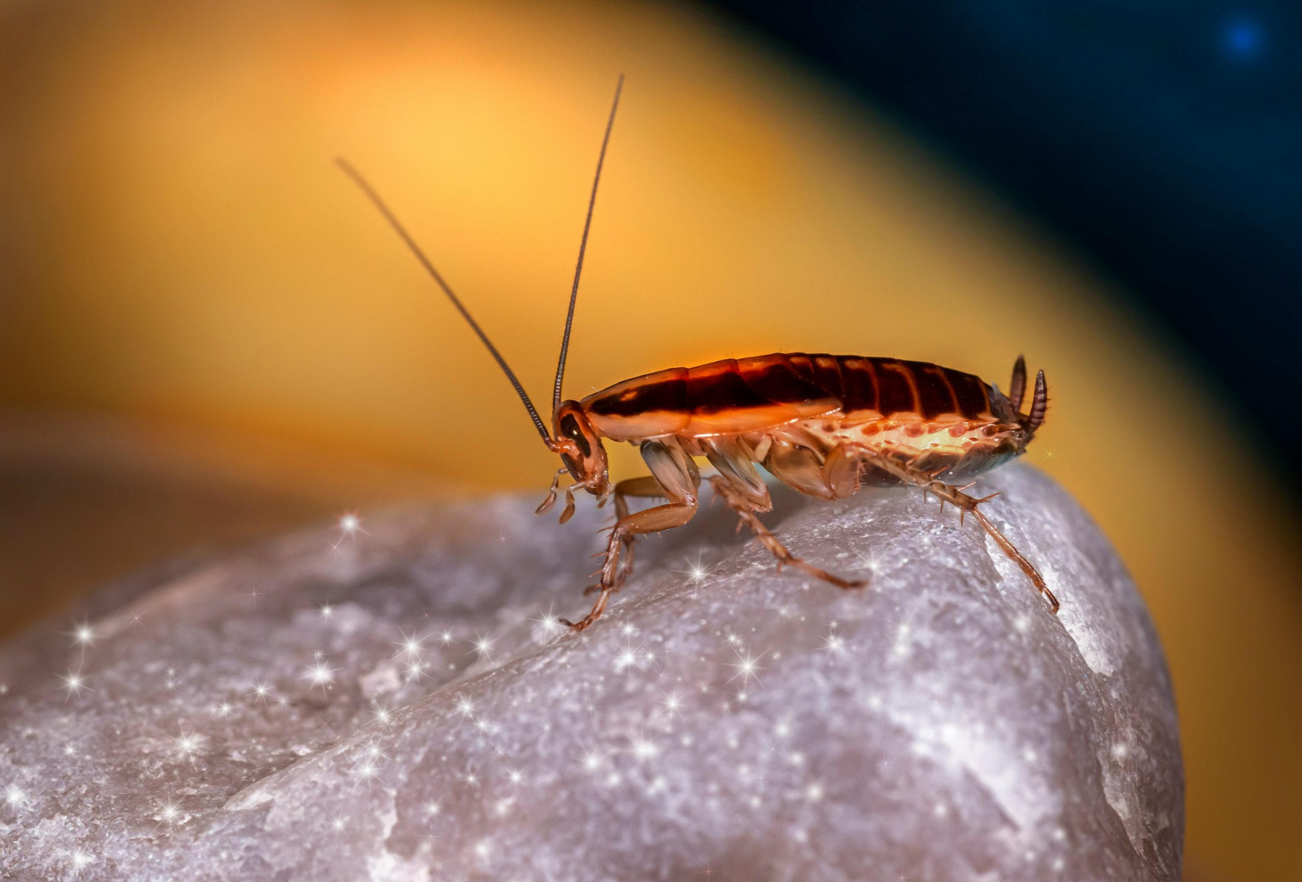 Orange cockroach sitting on grey rock