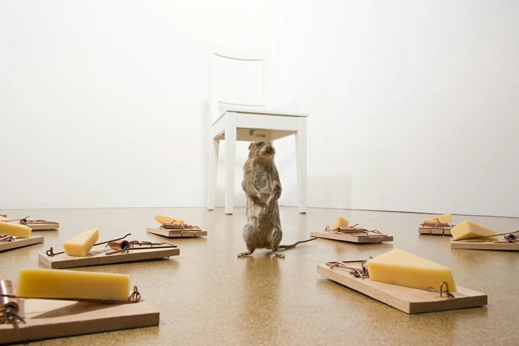 Mouse standing in middle of mouse traps