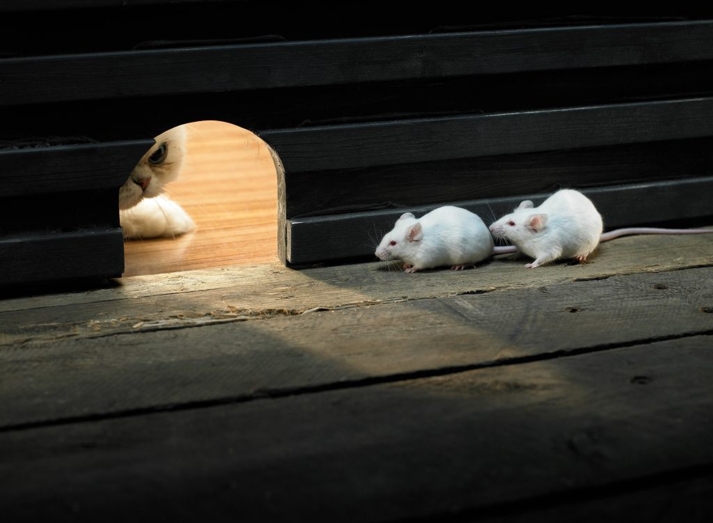 Two white mice walking near mouse hole