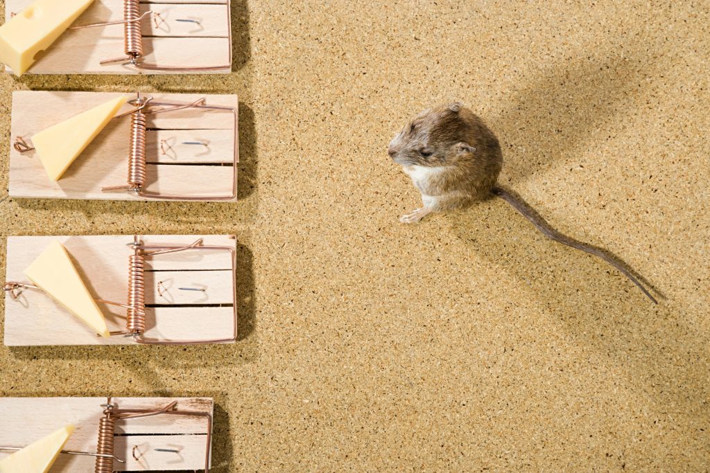 Mouse standing across from cheese mouse traps