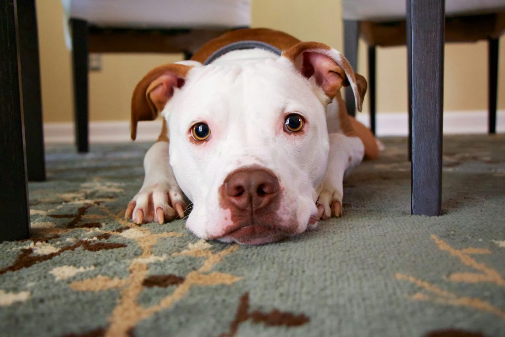 Pitbull dog lying on ground