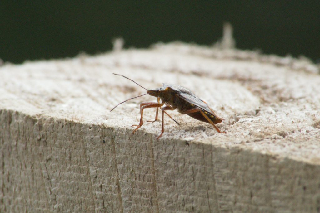 Cockroach sitting on wood