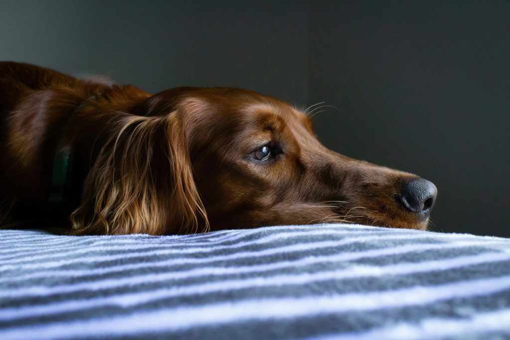 Brown dog lying down on bed
