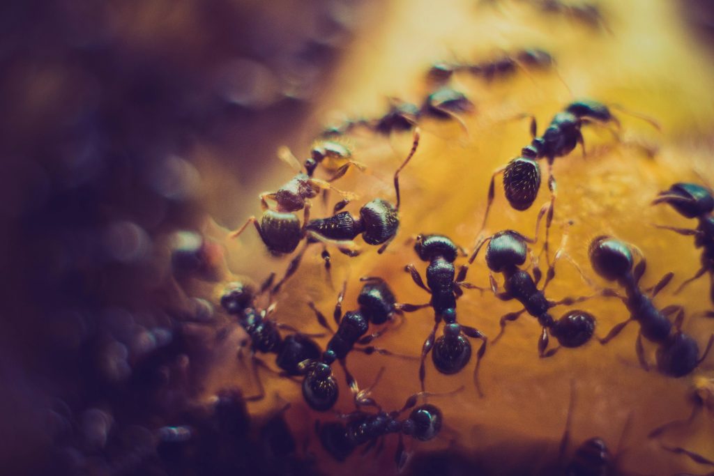 Group of black ants crawling