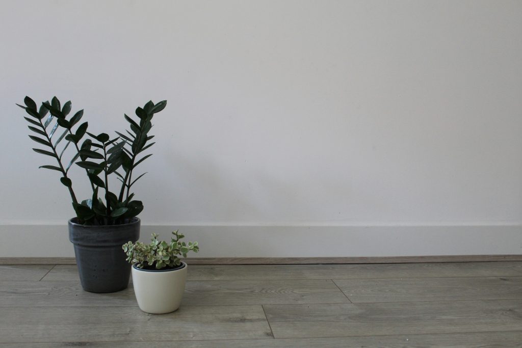 Plants on ground next to white wall