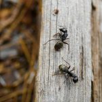 Black ants crawling on wood outside