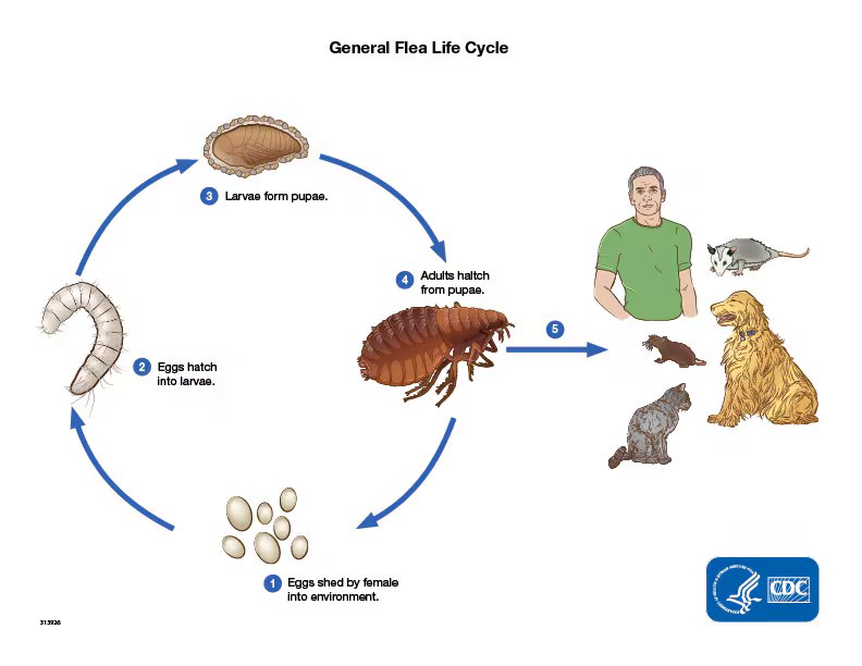 Flea life cycle graphic