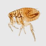 Does baking soda kill fleas? - Large flea