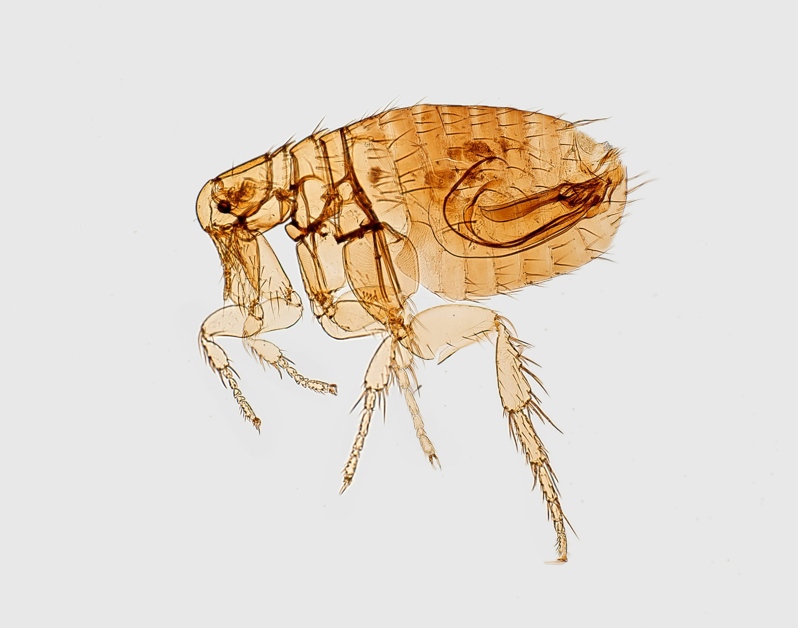Does baking soda kill fleas? - Large flea