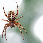Spider spray safe for pets - Spider on web
