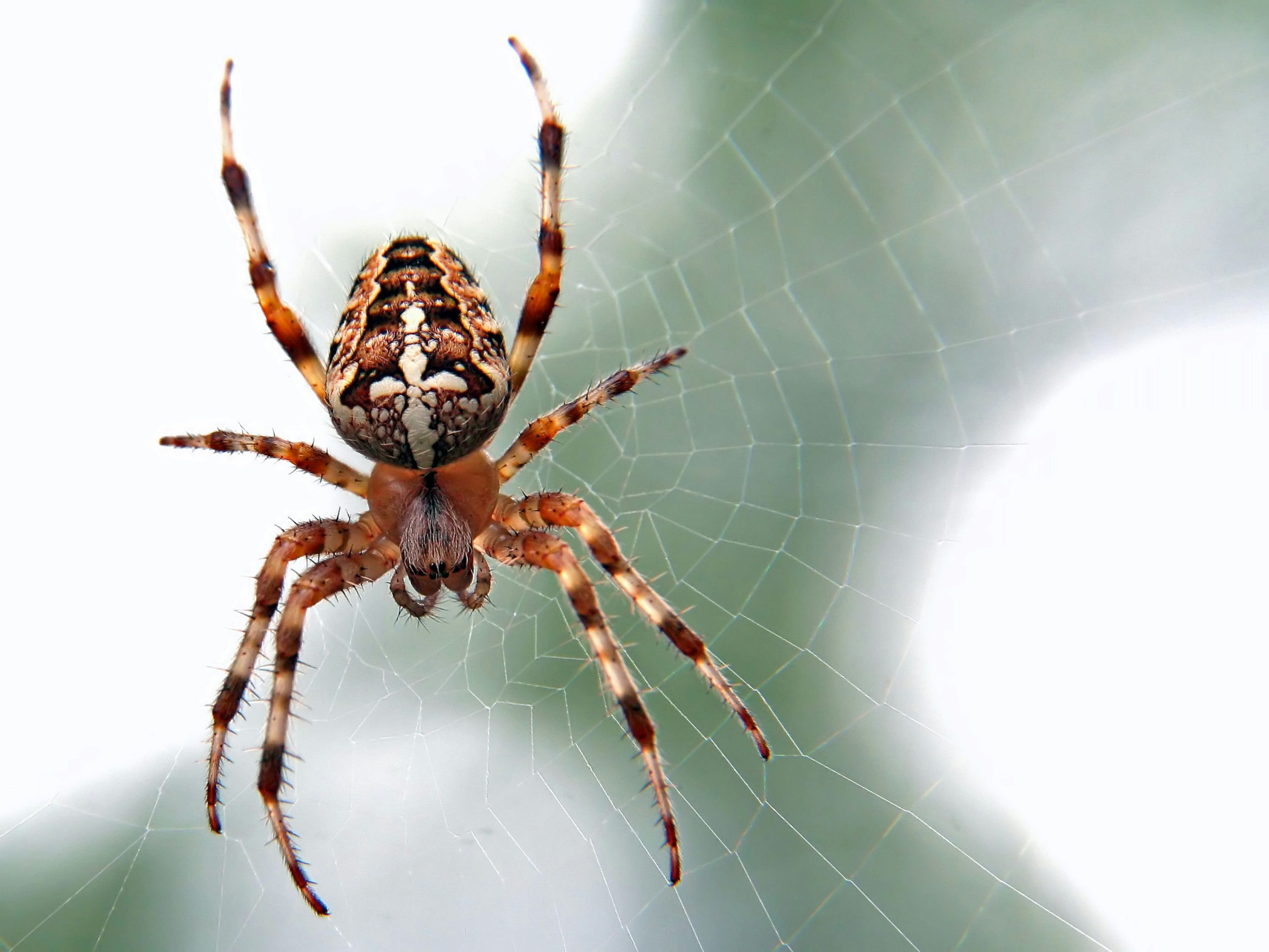 Spider spray safe for pets - Spider on web
