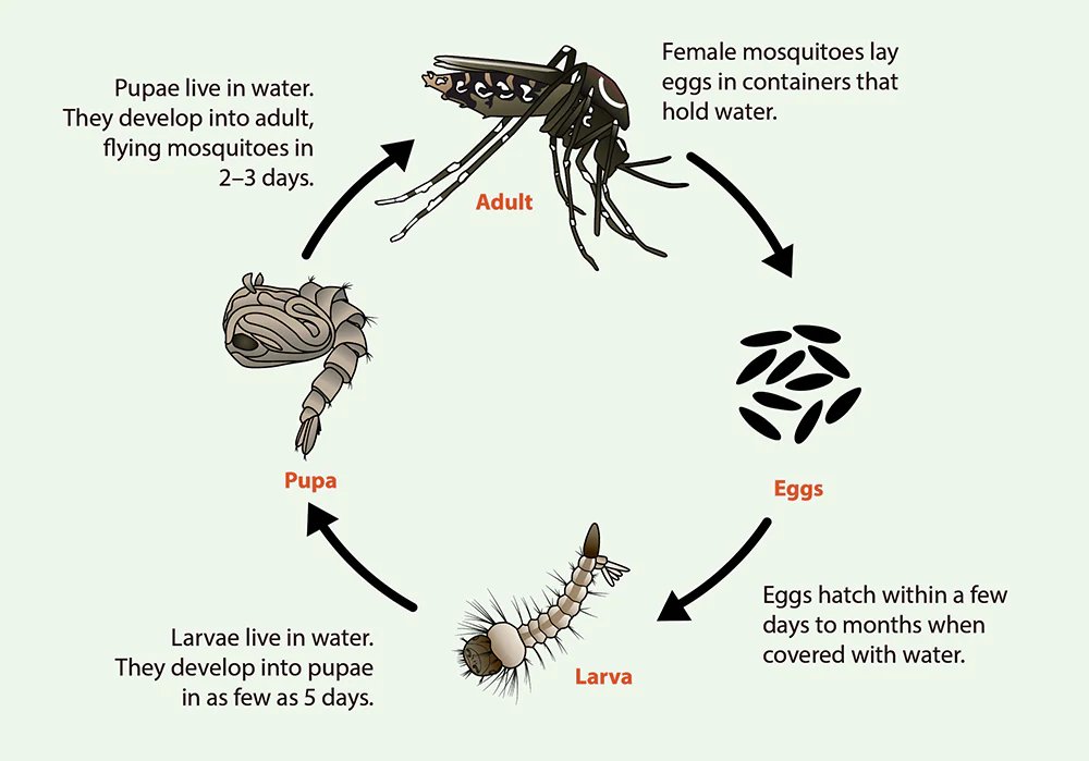 Lifecycle of mosquitos graphic