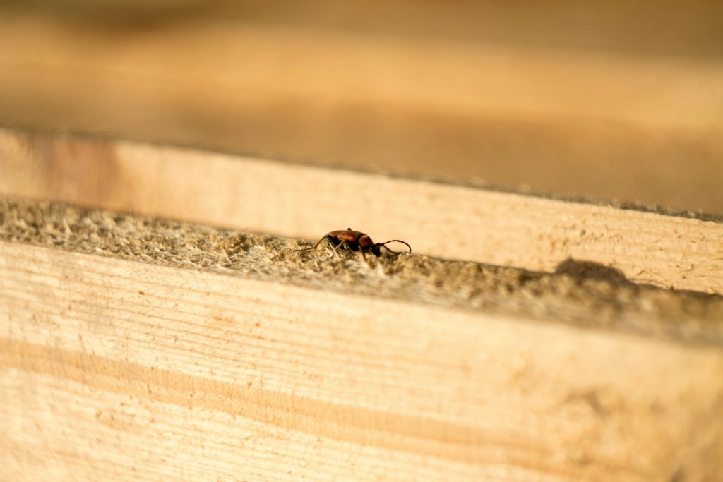 Termite crawling on wood