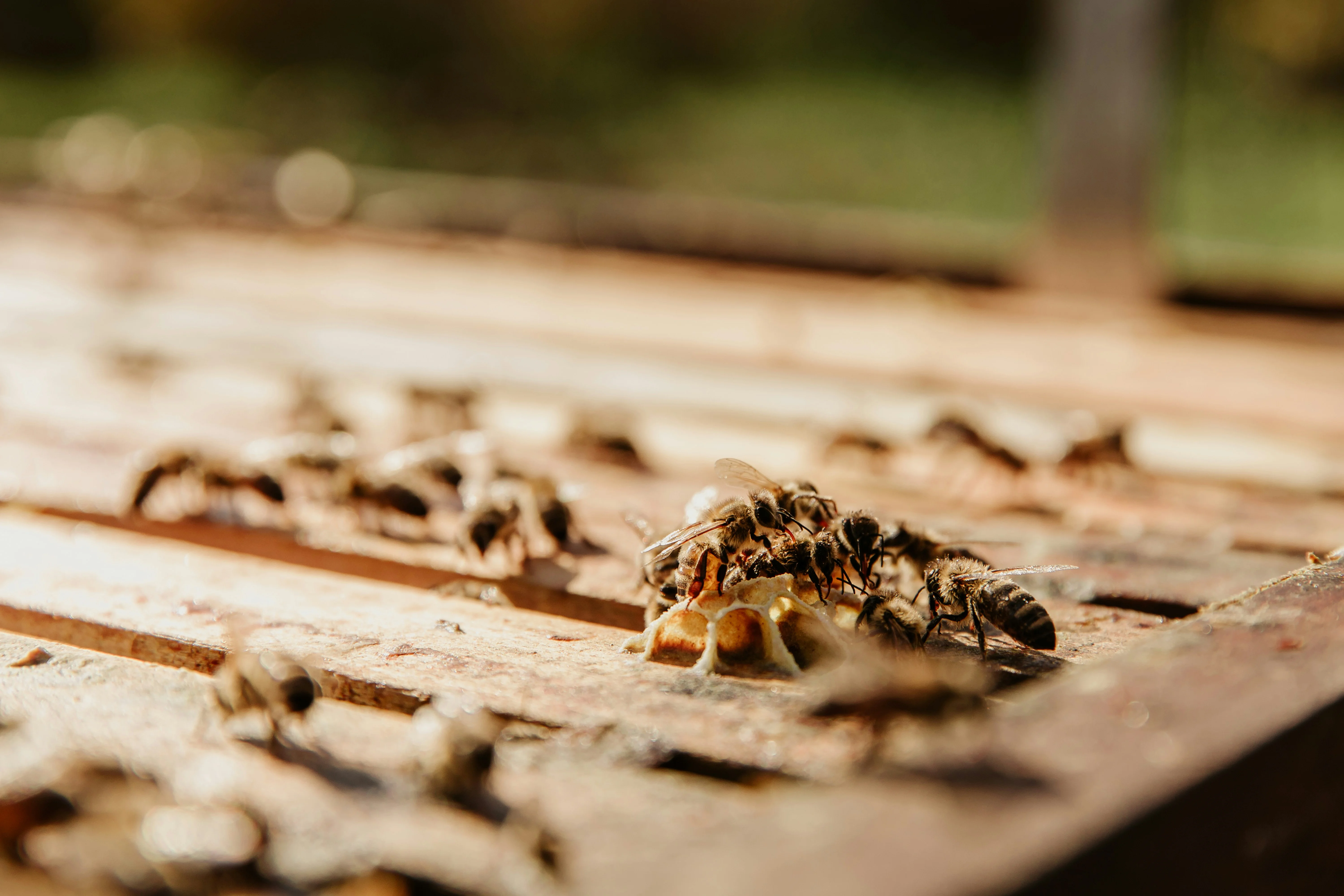 Does Vinegar Kill Termites? - Termites crawling on wood