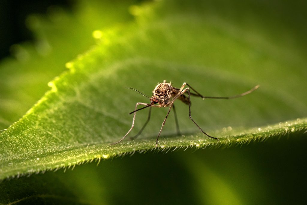 Brown mosquito sitting on green leaf