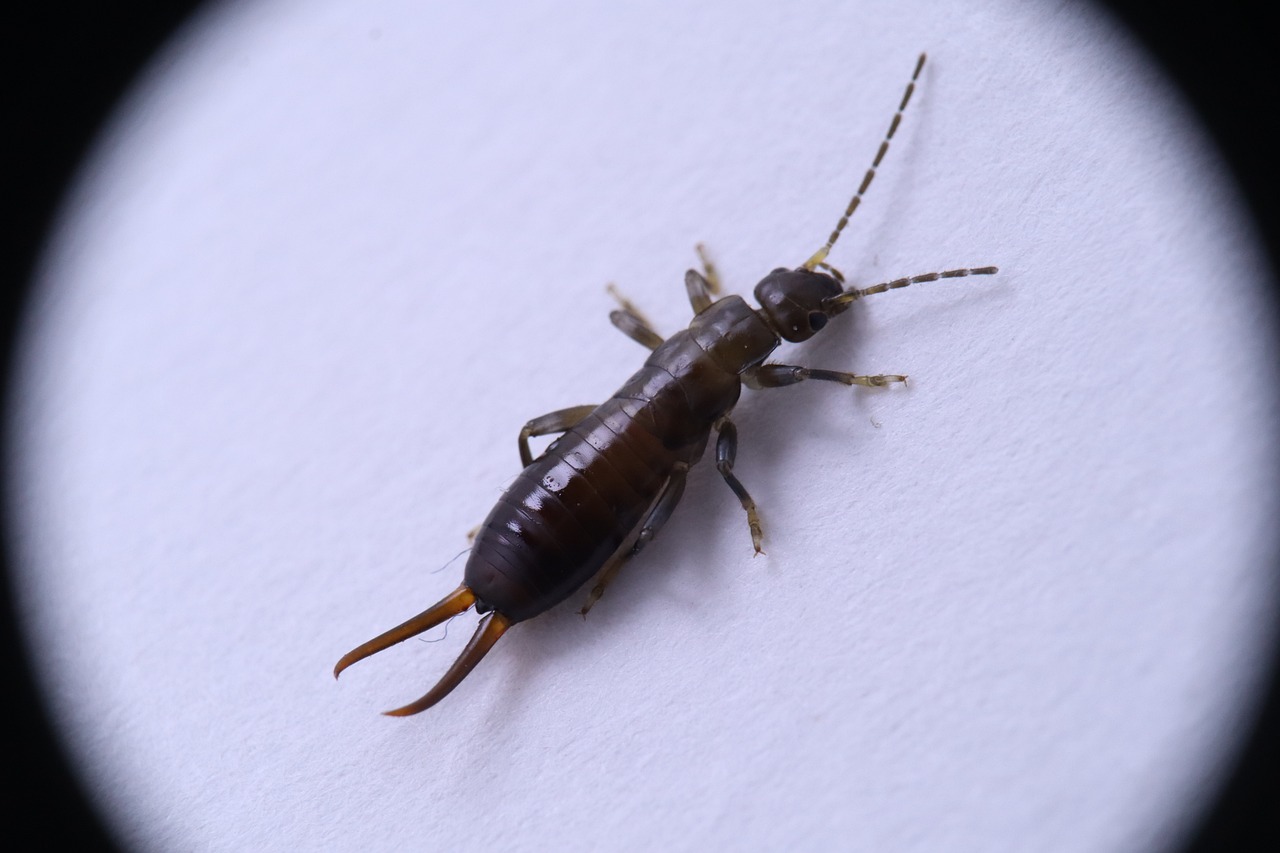 earwig texasEarwig under microscope