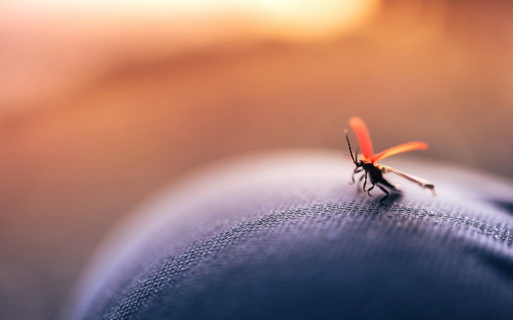 Mosquito sitting on blue sweater