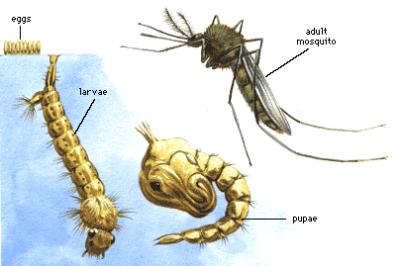 Graphic of mosquito life stages