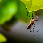 How long do mosquitoes live? - Mosquito hanging on green leaf