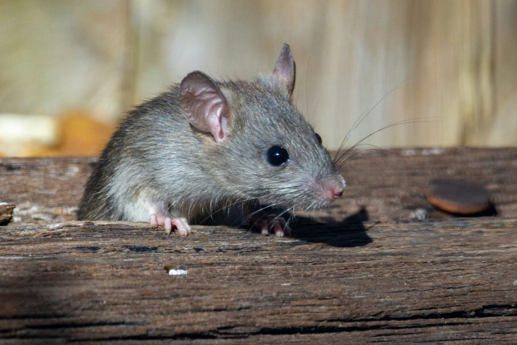 Gray rat poking head out of wood plank