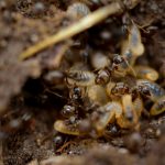 Carpenter ants vs termites in dirt