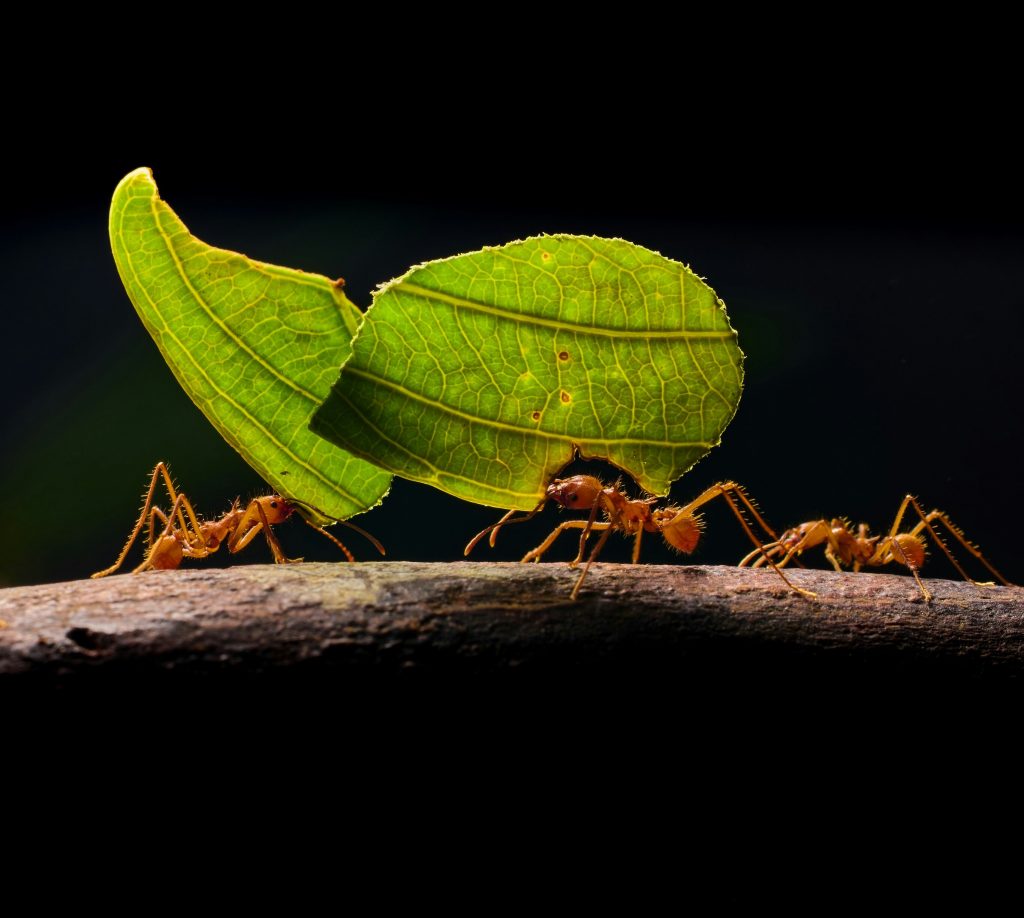 Ants with leaves on back