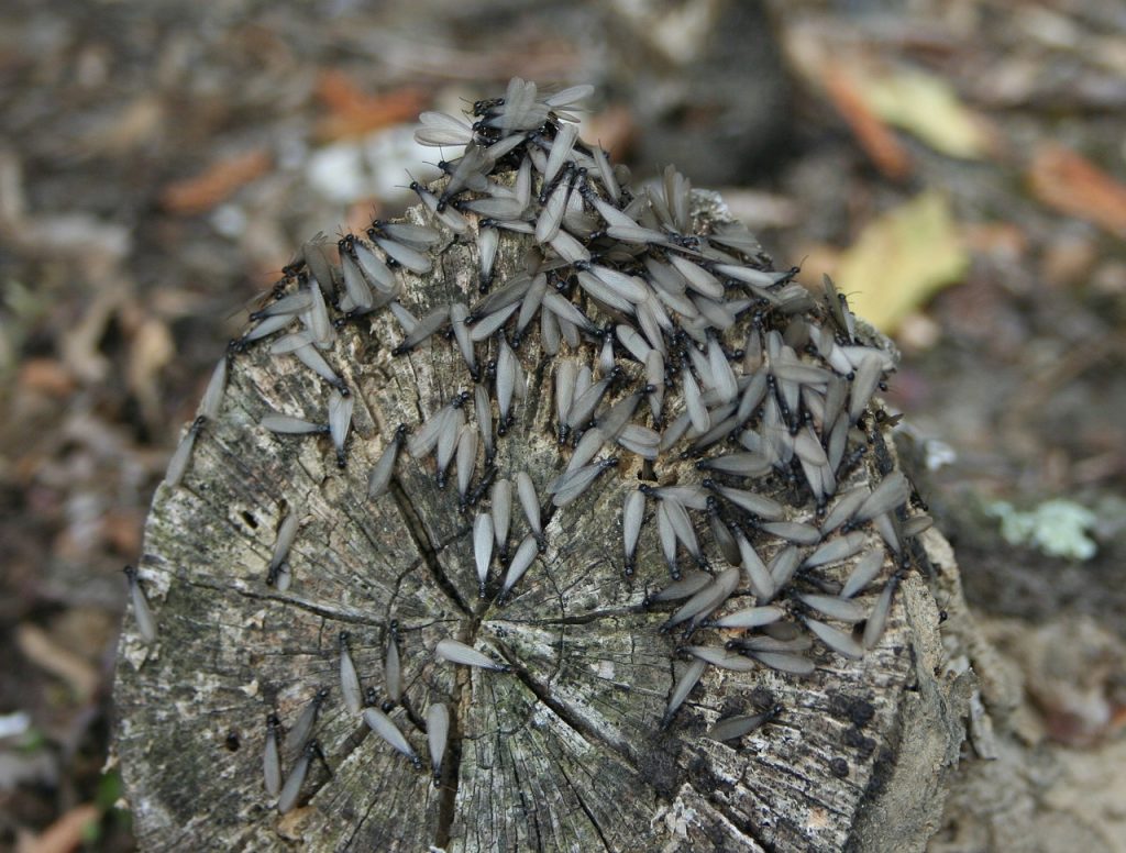 Termites with wings swarming on log