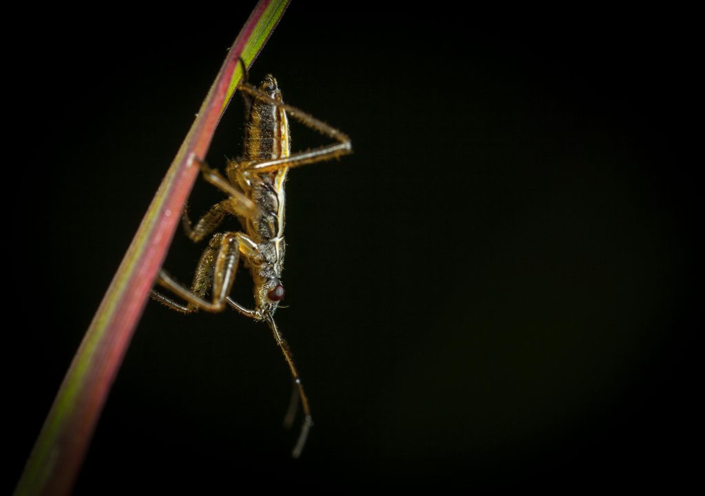 Brown camel cricket on leaf