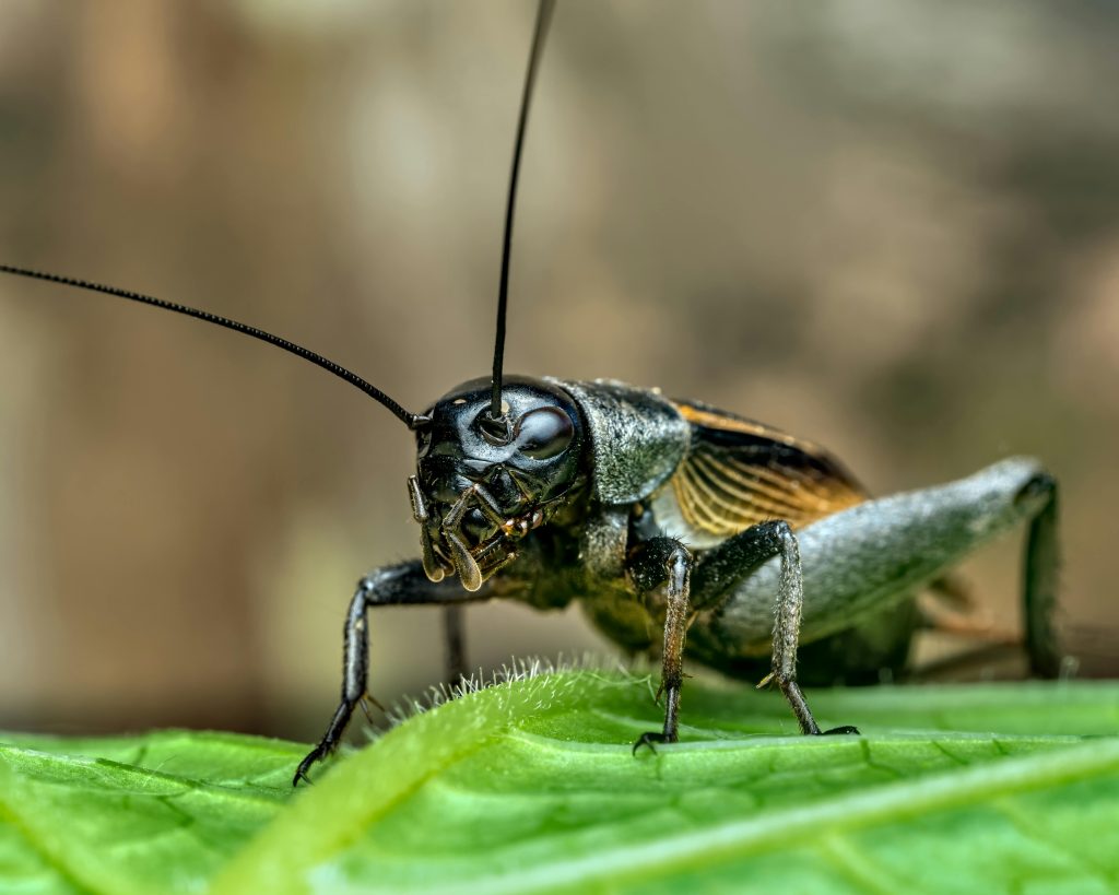 Black field cricket on leaf