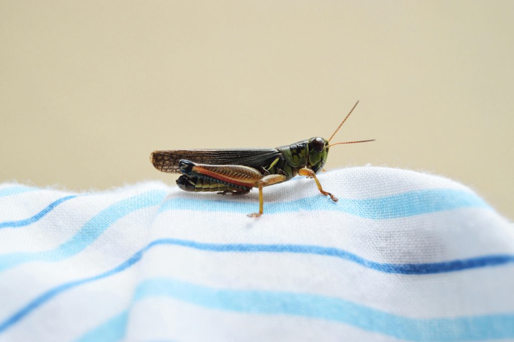 House cricket on white striped linen