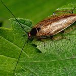 Roach Eggs - Cockroach on a green leaf