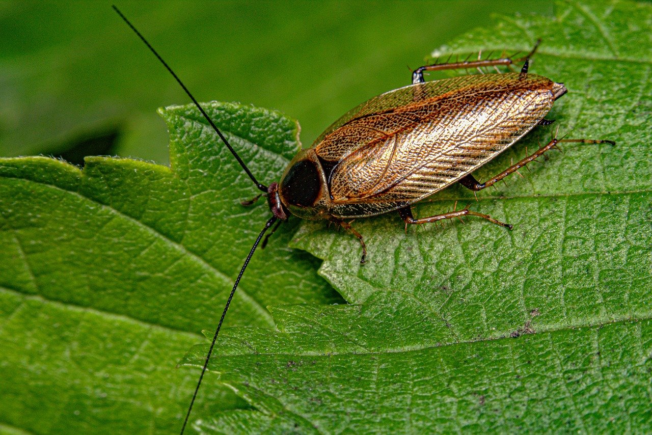 Roach Eggs - Cockroach on a green leaf