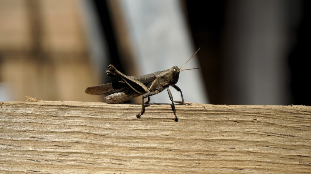 Cricket on wood board