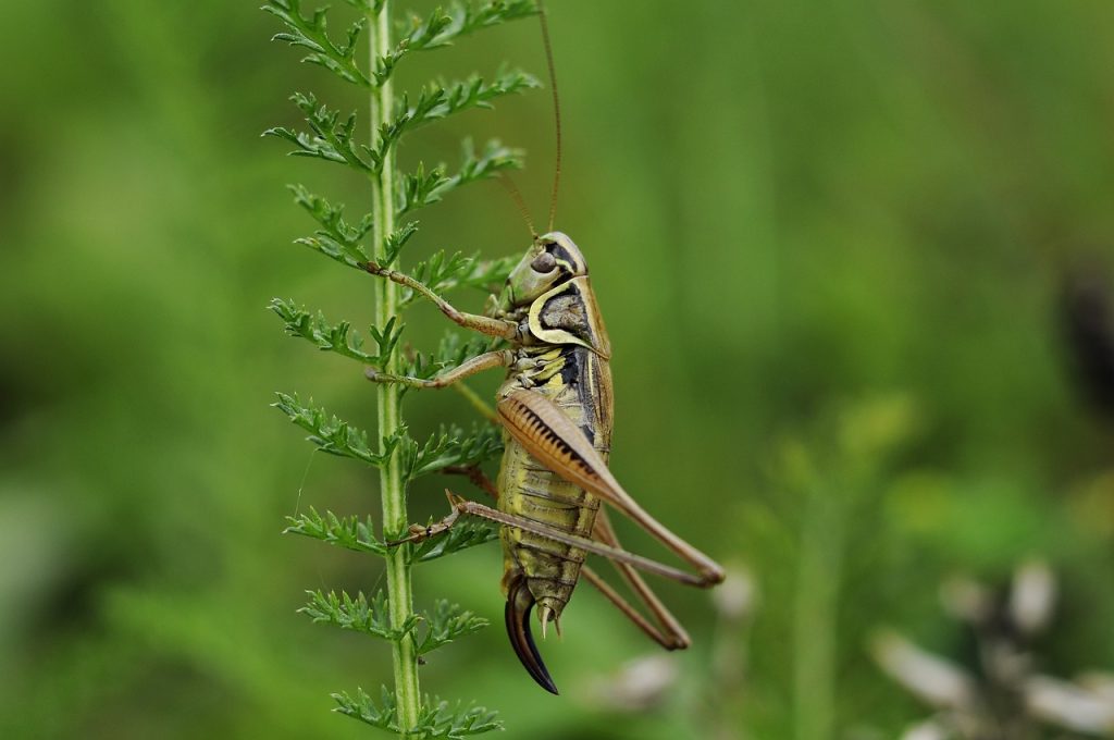 Cricket vs grasshopper - brown cricket climbing green leaf