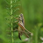 Cricket vs grasshopper - brown cricket climbing green leaf