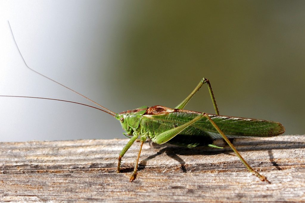 Green grasshopper on wood