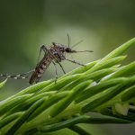 Does lemongrass repel mosquitoes? - mosquito on grass