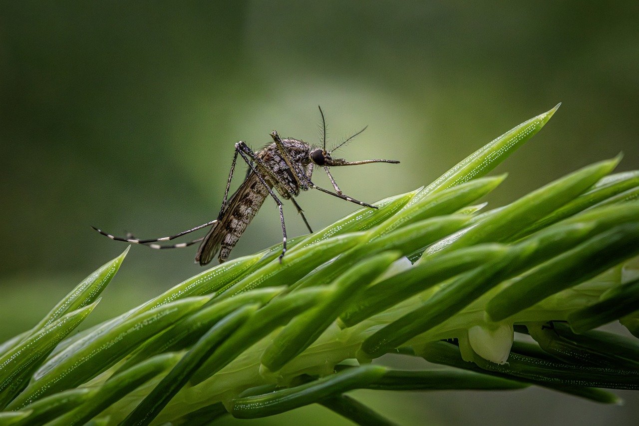 Does lemongrass repel mosquitoes? - mosquito on grass