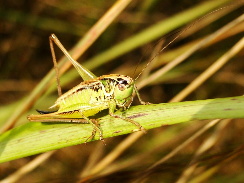 Green grasshopper on leaf