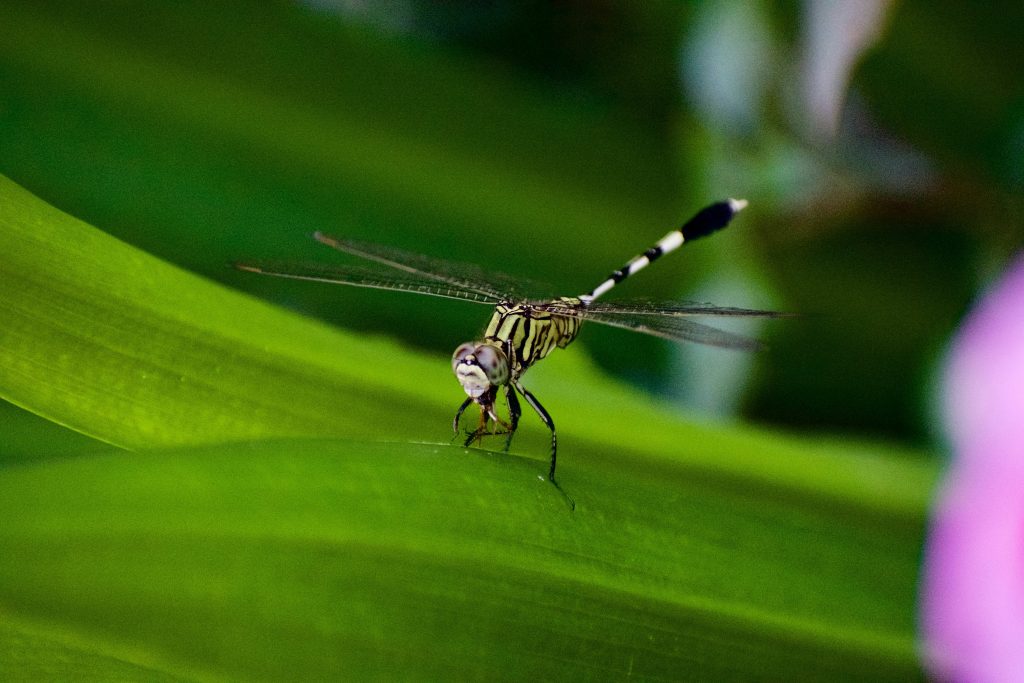 Brown mosquito on green leaf