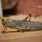 Brown cricket outside on brick