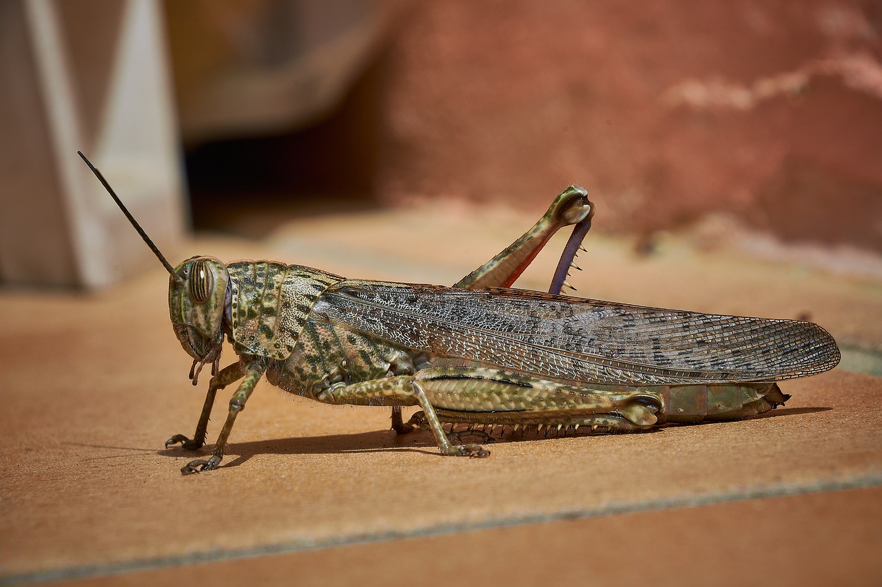 Brown cricket outside on brick