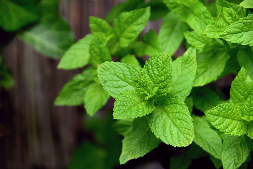 Green mint plant outside