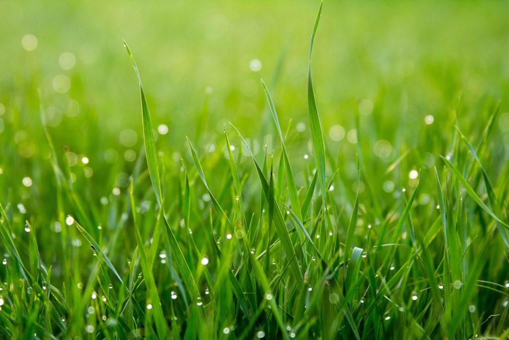 Green grass wet with condensation