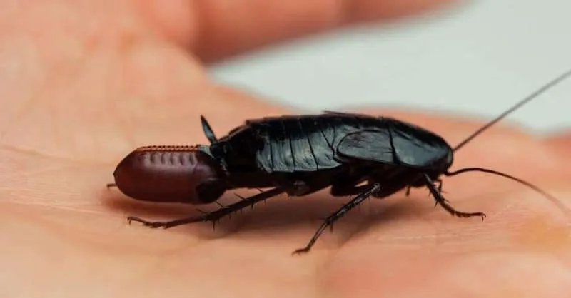 Black pregnant cockroach carrying roach eggs